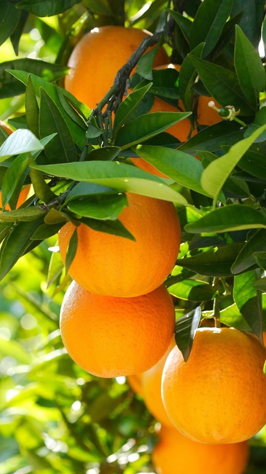 Orange Fruit iPhone – hit HD phone wallpaper