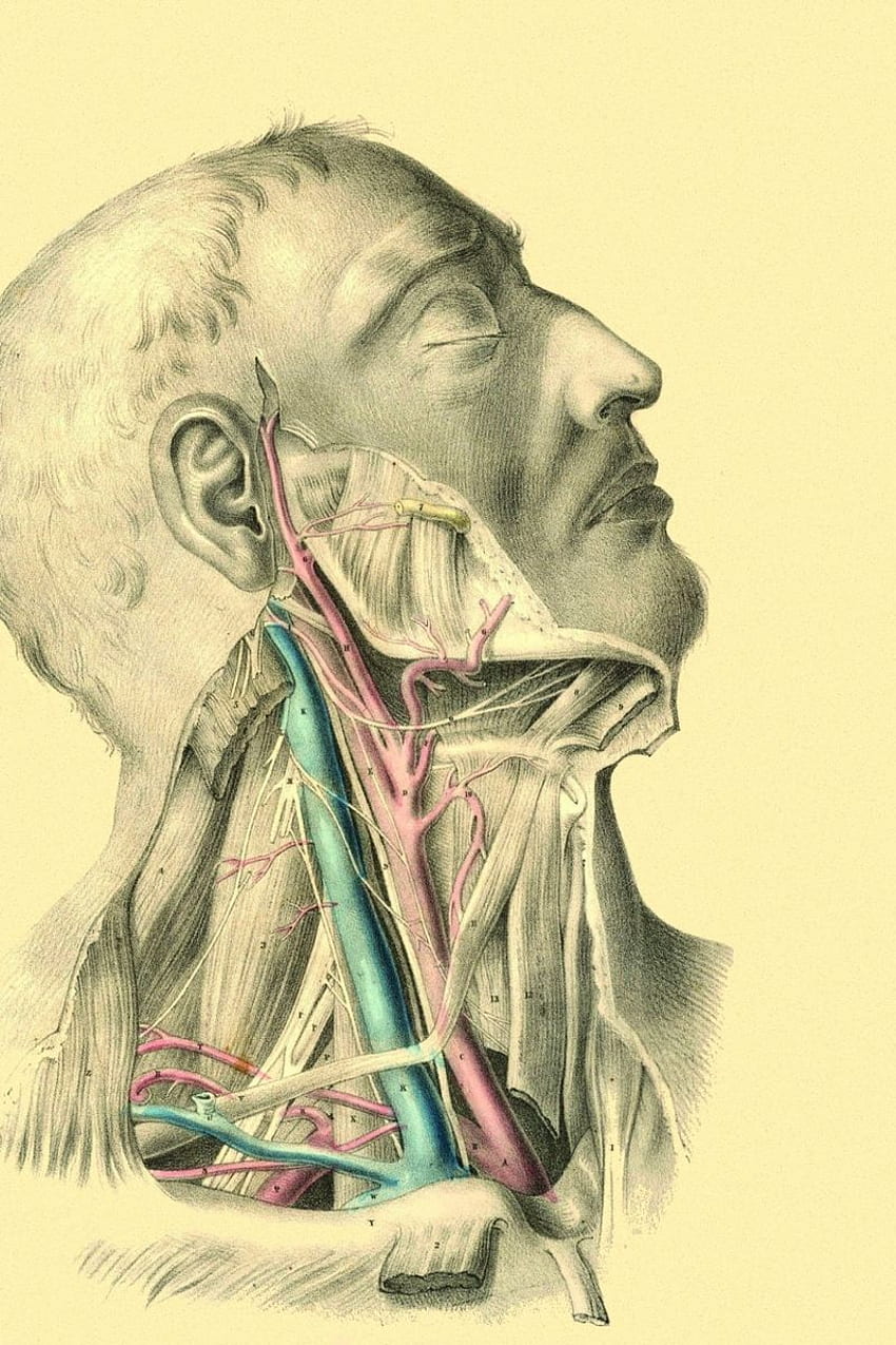 anatomy, veins, arteries HD phone wallpaper