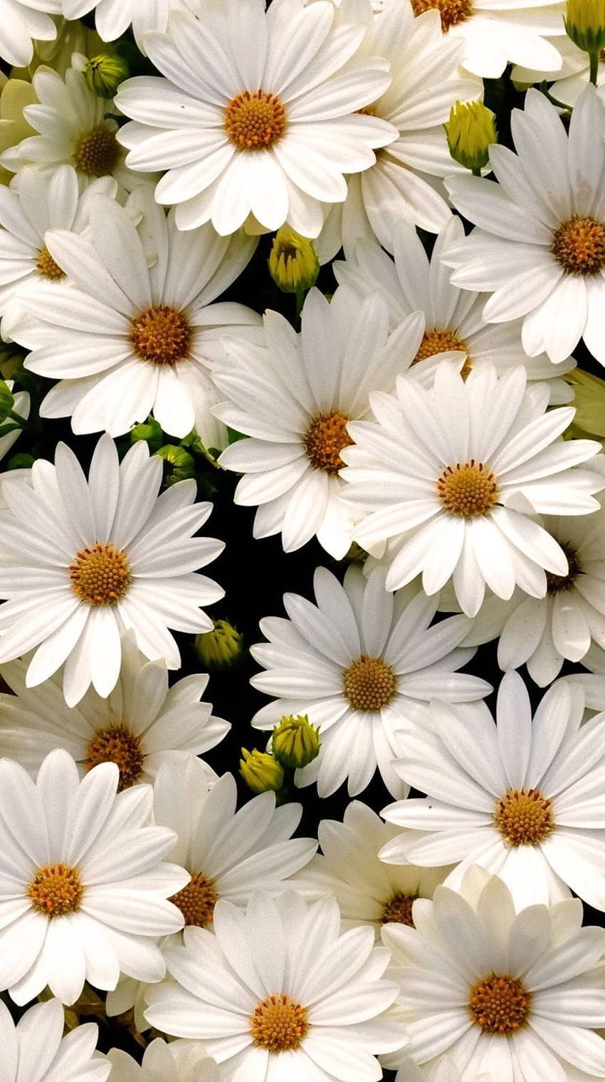 daisies, daisies, perched upon your forehead. aesthetic, Daisy Aesthetic HD phone wallpaper