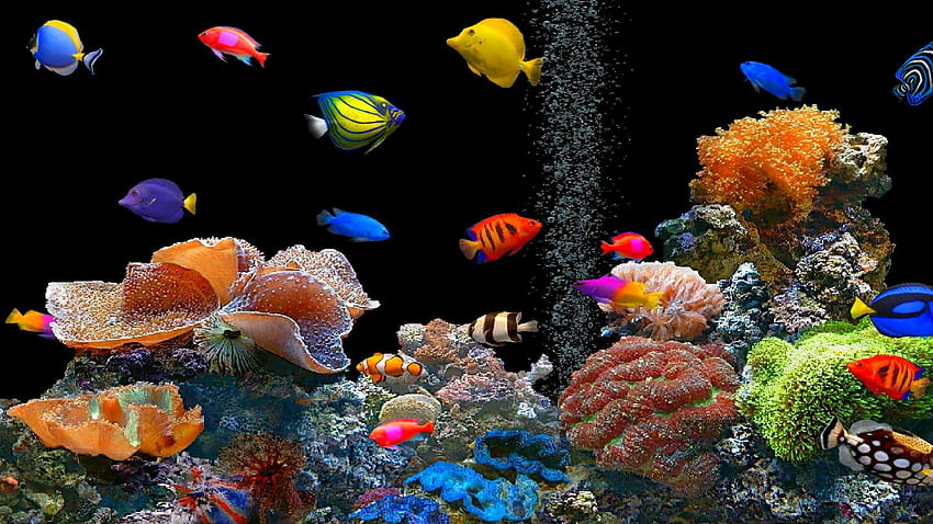 Hermoso salvas de acuario de peces tropicales fondo de pantalla