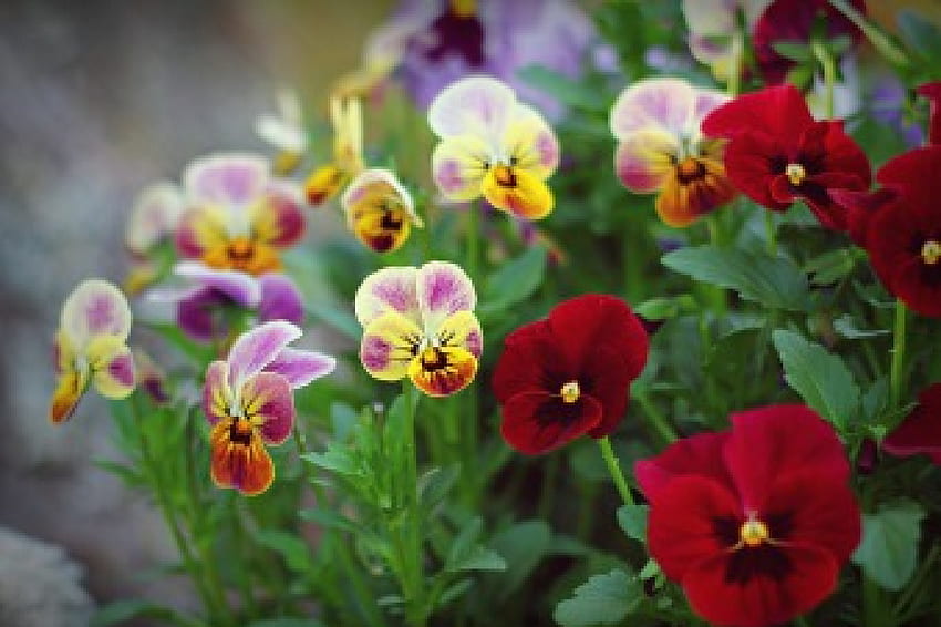 spring pansies, pansies, colorful, flowers, violets HD wallpaper