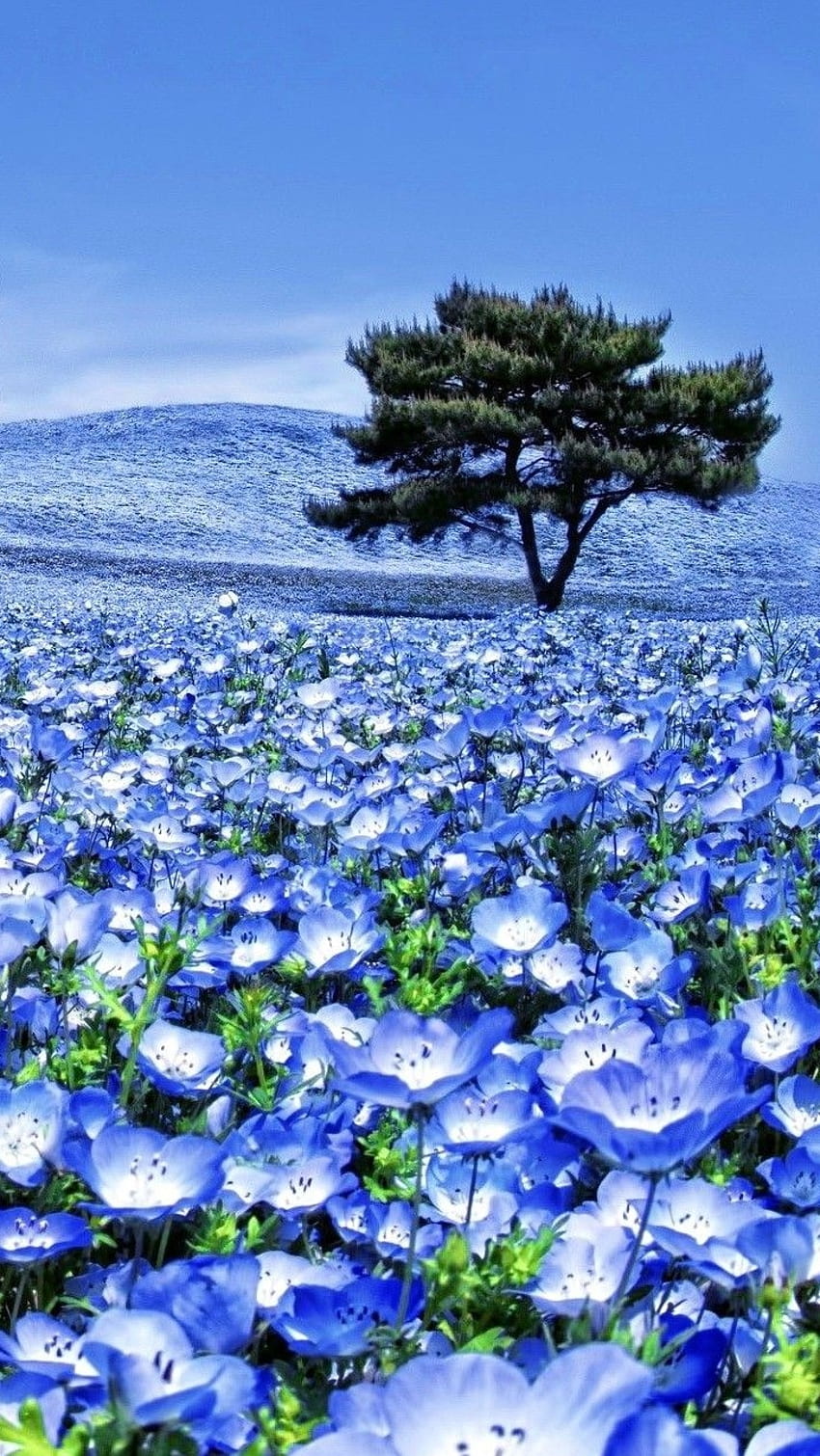 Blue Flowers, Nature, Blue Theme HD phone wallpaper