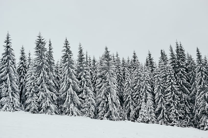 White, snow layer, pine trees, nature HD wallpaper