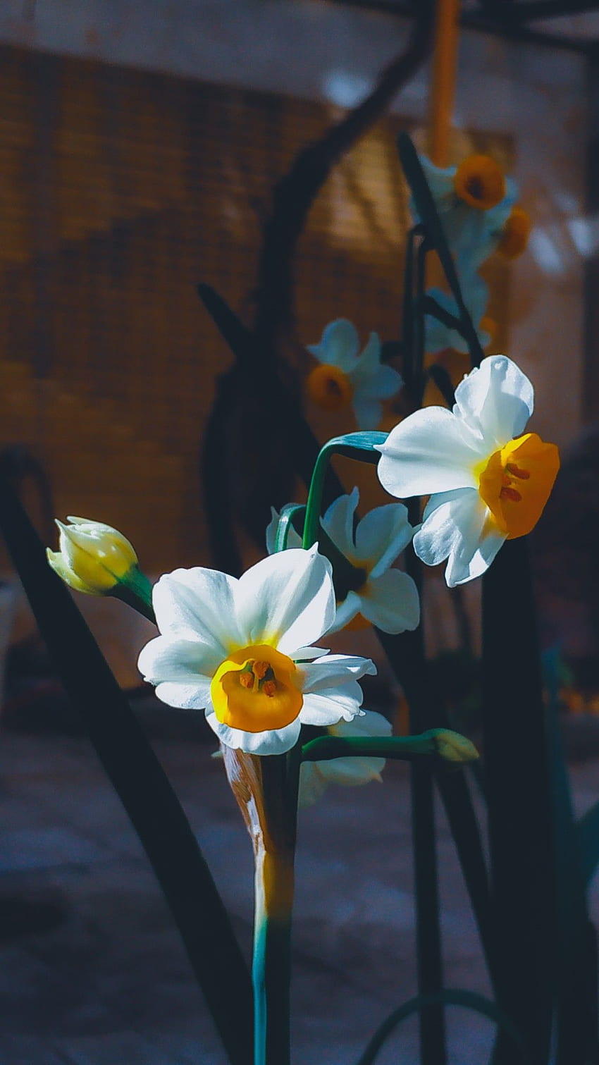 Narzisse. Narzissenblume, Blumenästhetik, Blumengraphik HD-Handy-Hintergrundbild