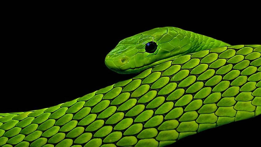 검은색과 녹색 뱀 HD 월페이퍼