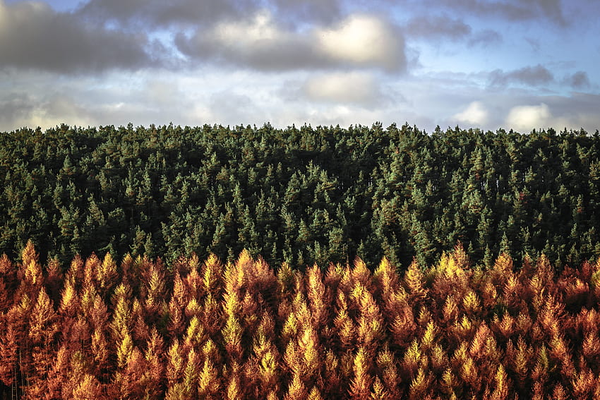 Alberi, Parco Nazionale di Peak District, sfumature di alberi, UK Sfondo HD
