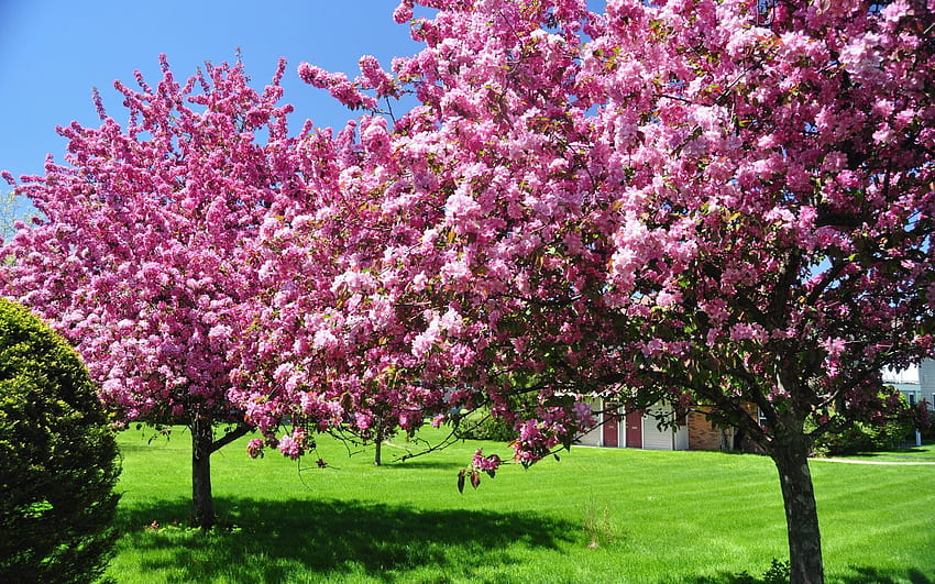primavera, natureza, árvores, rosa, jardim, pátio, quintal, florescendo papel de parede HD