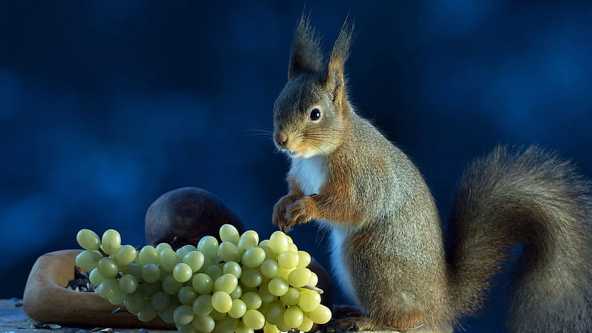 Tupai Ekor Bulu Sedang Makan Anggur Hijau Berdiri di Tupai Latar Belakang Biru Blur Wallpaper HD