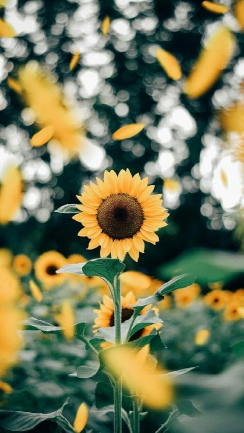 Girasol. Sunflower - HD phone wallpaper