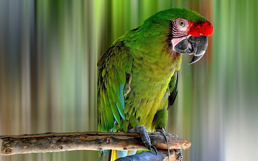 Zwierzęta, papugi, ptak, kolor Tapeta HD