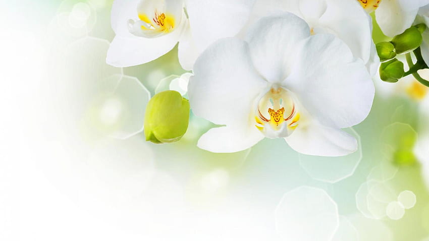 Beautiful White Orchid Flower - White Orchid White Background - -, Black and White Orchid HD wallpaper