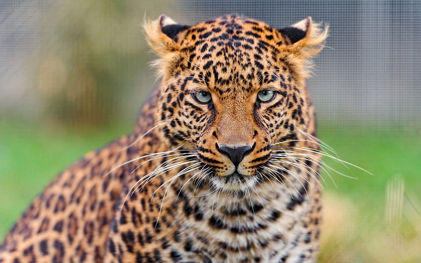 3D Leopard for and Mobiles -, 1680X1050 Leopard HD wallpaper | Pxfuel