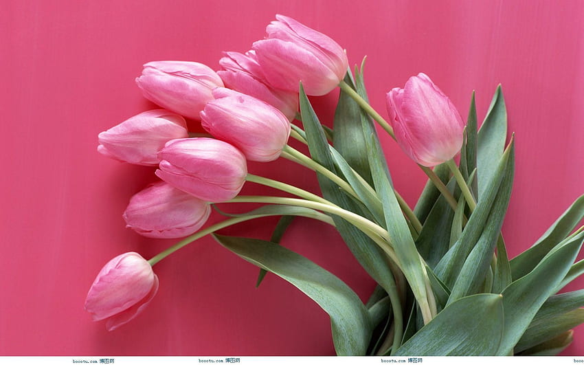 Pink flowers to brighten up the room!. Pink flowers , Beautiful flowers , Beautiful pink flowers, 3D Roses HD wallpaper