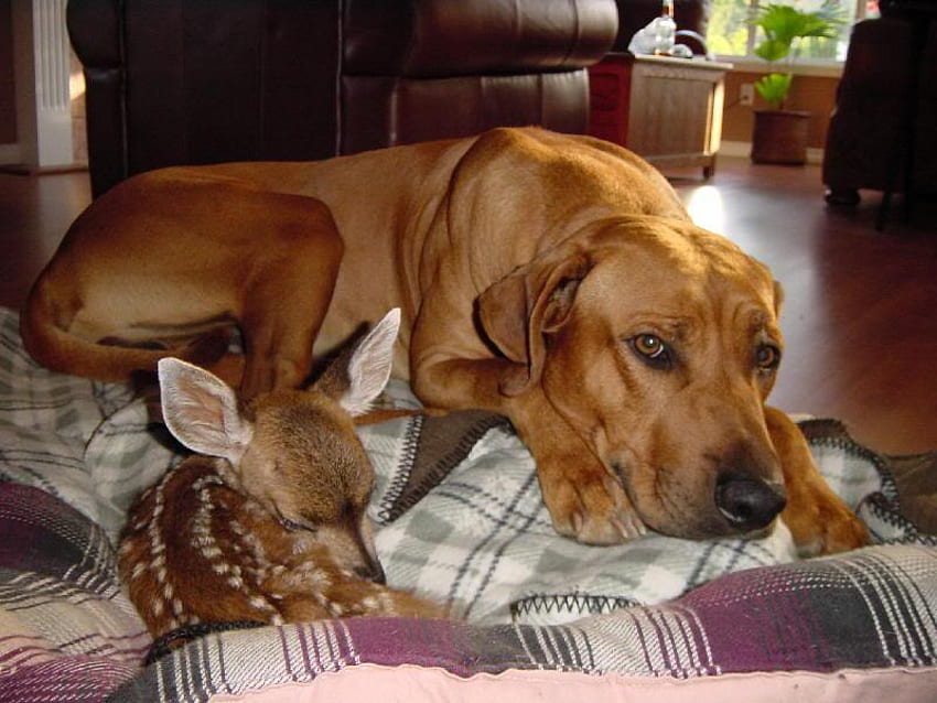เพื่อนที่ดีที่สุดตลอดกาล ลาบราดอร์ รีทรีฟเวอร์ ลูกกวาง กวาง สุนัข ธรรมชาติ ผ้าห่ม วอลล์เปเปอร์ HD