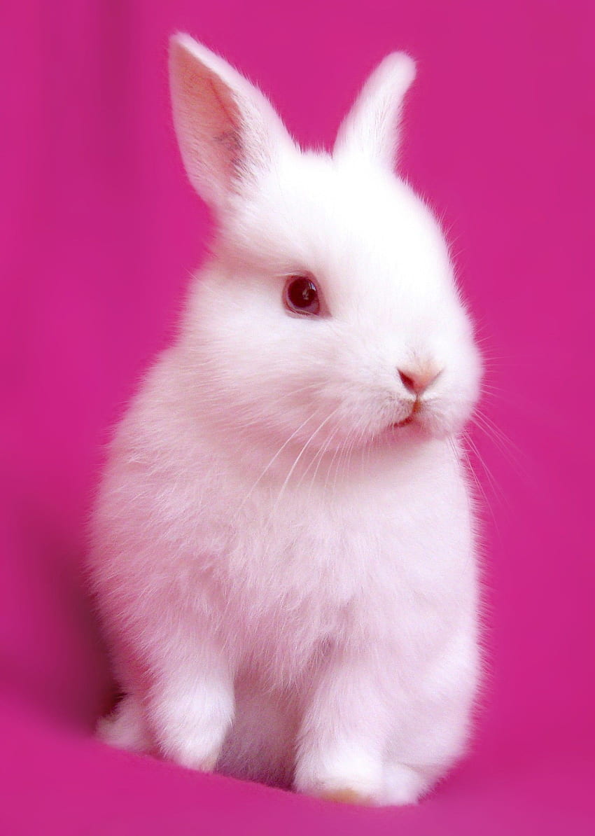 Sevimli Tavşanlar, Bebek Tavşan HD telefon duvar kağıdı
