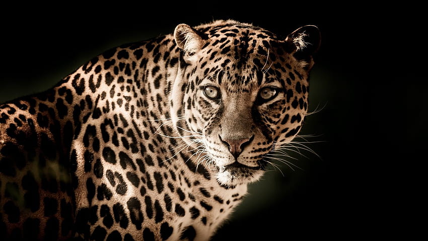leopard, predator, muzzle, look tablet HD wallpaper