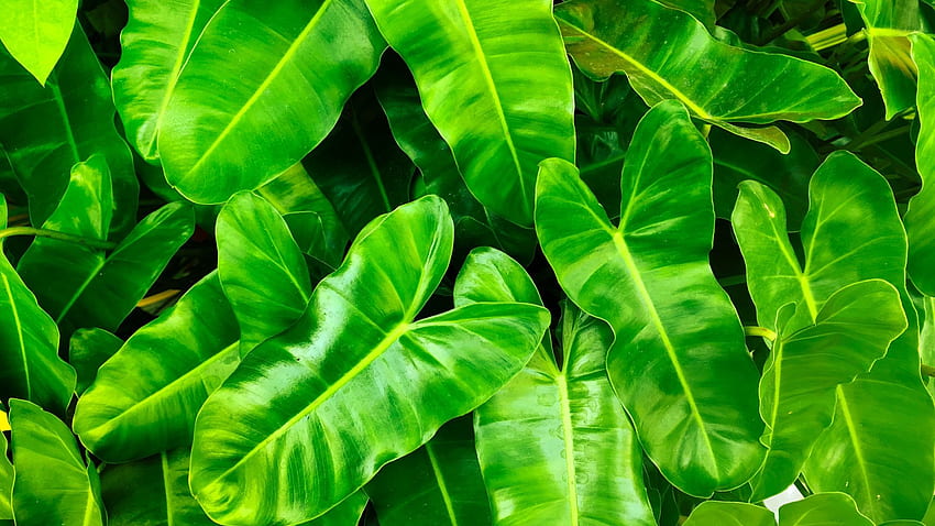Philodendron Mural | Wallpaper Sample | About Murals