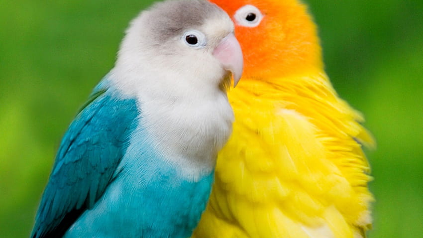 Love Bird Android untuk Resolusi px 401.40 KB. Burung lucu, Burung, Burung, Lovebird Wallpaper HD