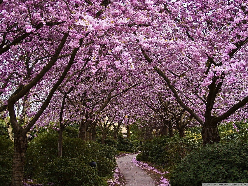 Spring Pink Trees Ultra Background for U TV : & UltraWide & Laptop : Tablet : Smartphone, New England Spring HD wallpaper