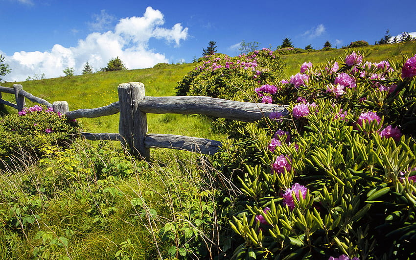 Summer Green Meadow Wooden Fence Flowers Sky HD wallpaper