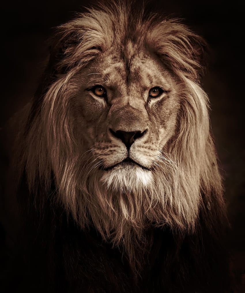 Lion : [HQ], Big Lion HD phone wallpaper
