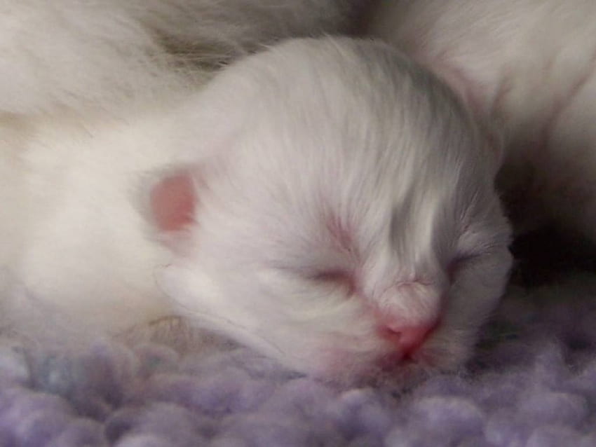 生まれたばかりの子猫、新生児、猫、子猫 高画質の壁紙