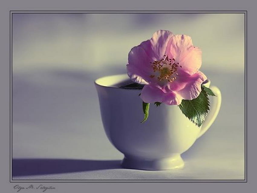 cup, rose, pink, wild HD wallpaper
