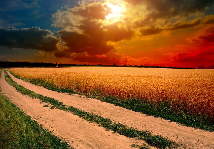 Wonderful nature, nature, field, sunset, path HD wallpaper