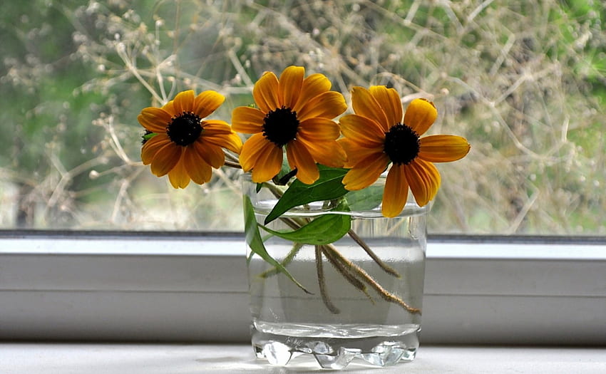 * Sunny window *, sunny, window, flower, nature, flowers HD wallpaper