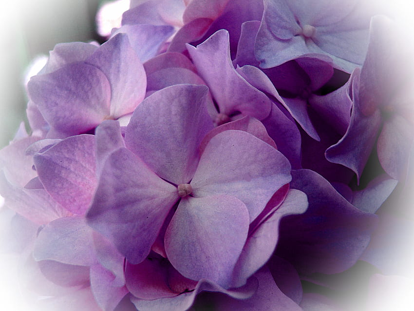 flower of hydrangea, purple, beautiful, hyrdangea, flower HD wallpaper