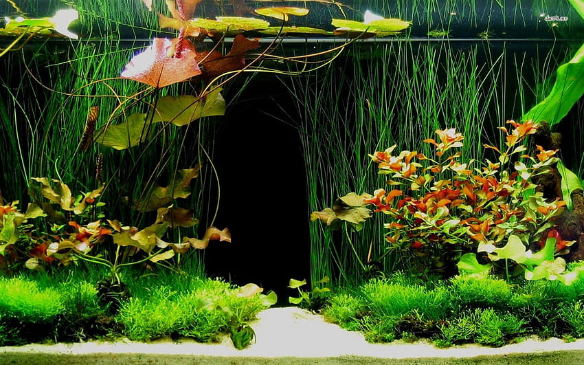 Fish Aquarium, Beautiful Aquarium HD wallpaper