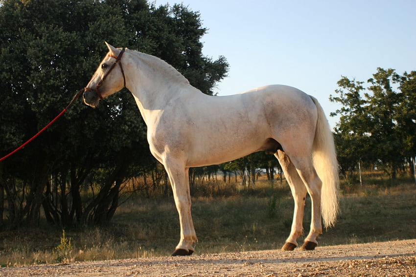 ボレロ スペインの種馬、スペイン語、アンダルシア、馬、グレー 高画質の壁紙