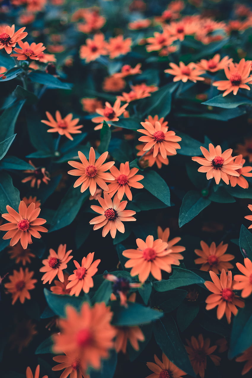 Blumen, Blätter, Blütenblätter, Unschärfe, glatt, Blüte, Blüte, Blumenbeet, Blumenbeet, Knospen HD-Handy-Hintergrundbild