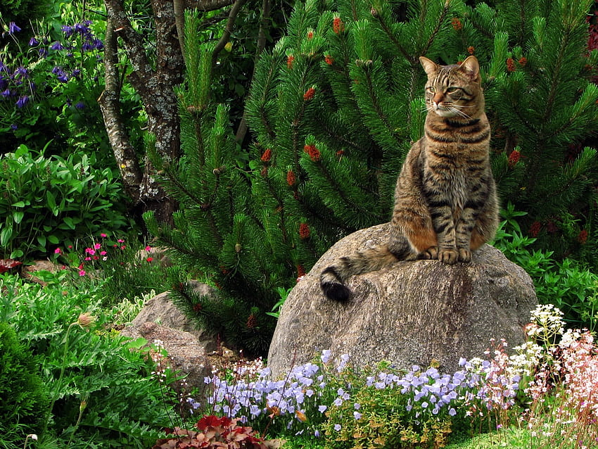 Animals, Landscape, Flowers, Grass, Rock, Sit, Cat, Stone, Garden HD wallpaper