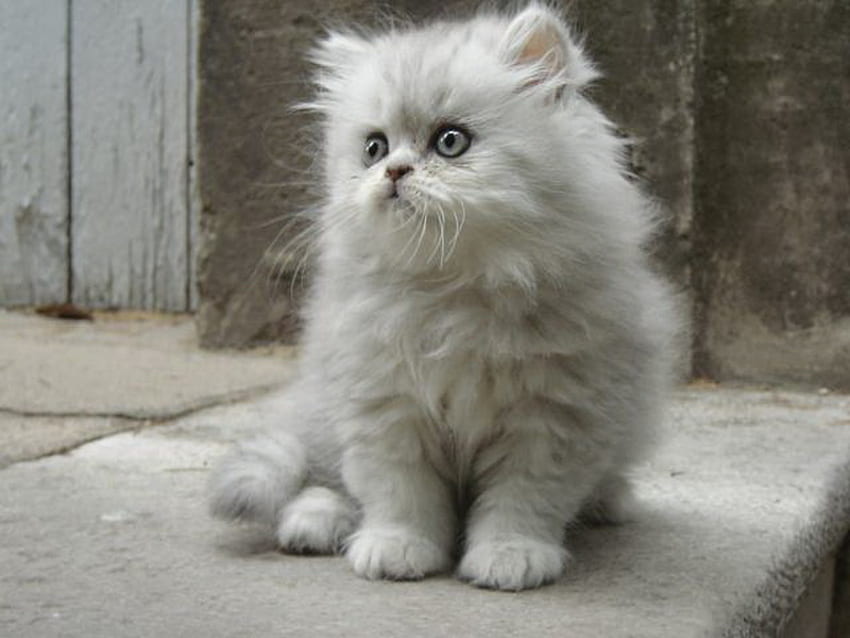Cute grey kitty, sweet, kitten, grey, kitty, cute, cat, fluffy HD wallpaper