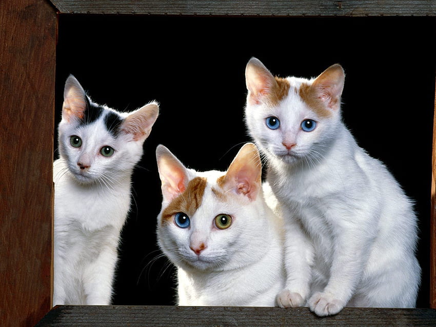 Animals, Cats, Sit, Muzzle, Window Sill, Windowsill, Kittens HD wallpaper