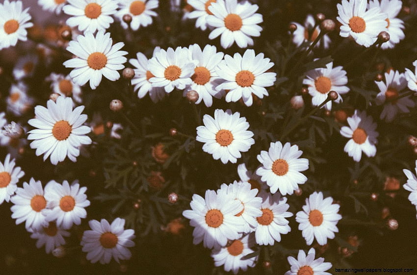 desktop-wallpaper-vintage-daisies-tumblr