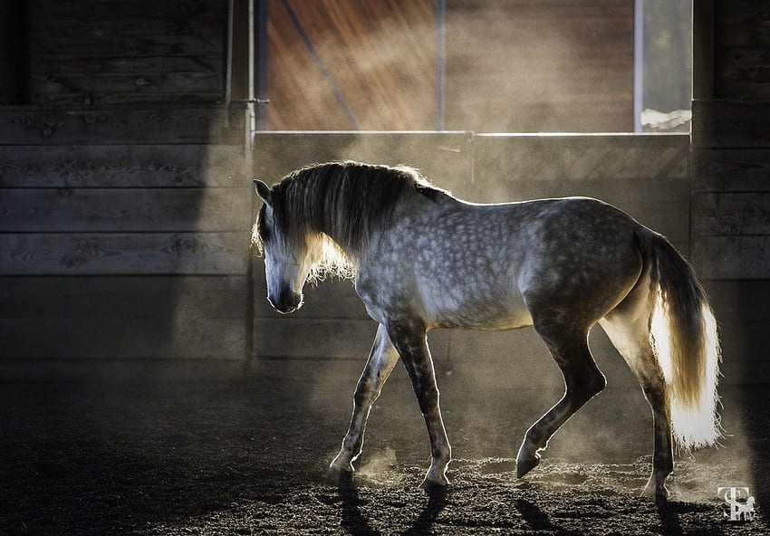 Dapple Grey Horse, Dapple Gray Horse HD wallpaper