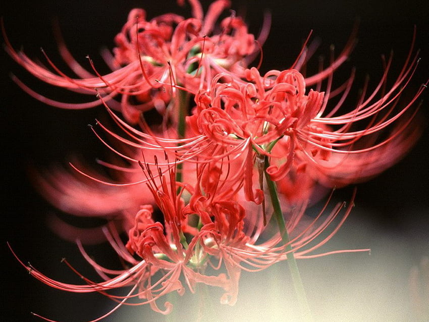 Bông hoa đỏ tươi rực rỡ sẽ làm bạn cảm nhận được sự độc đáo và lạ thường. Hãy ngắm nhìn những cánh hoa huyền thoại này trên hình ảnh và đắm mình trong sắc đỏ chói lóa.