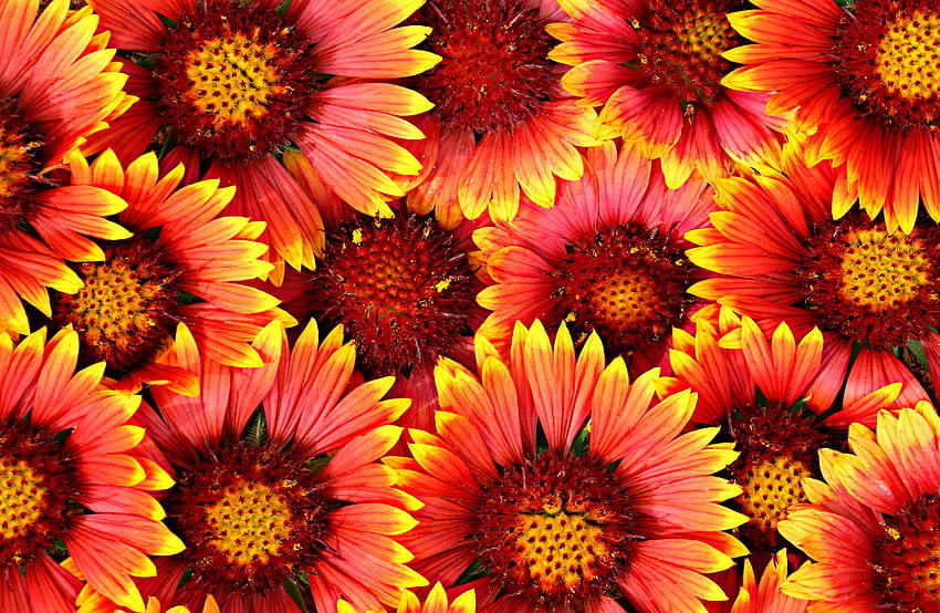 flowers, red, yellow background, Red Sunflower HD wallpaper