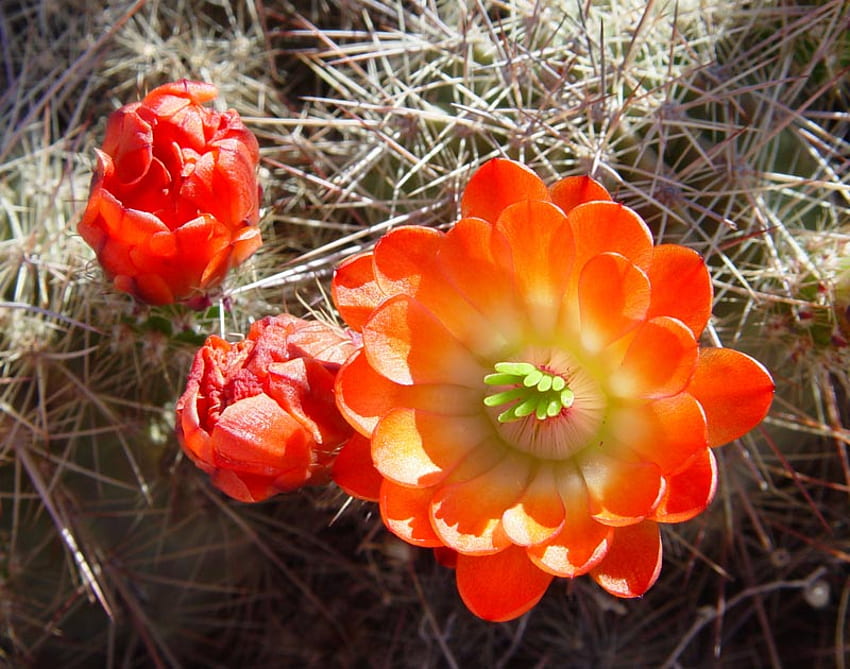 Flores de cactus, naturaleza, flores, naranja, cactus, belleza. fondo de pantalla