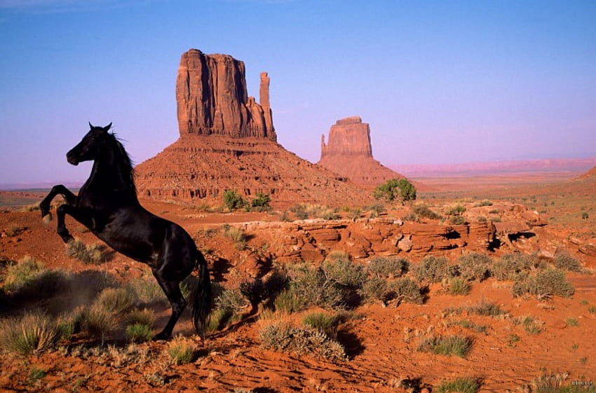 black stallion, wild spirit HD wallpaper