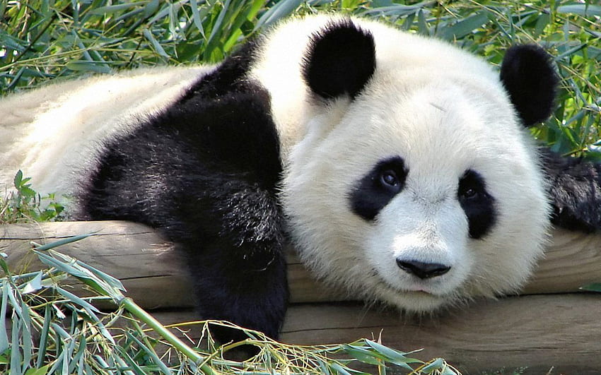 iPhone : panda, Funny Panda HD wallpaper