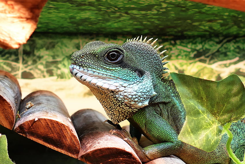 Animales, Color, Lagarto, Reptil fondo de pantalla