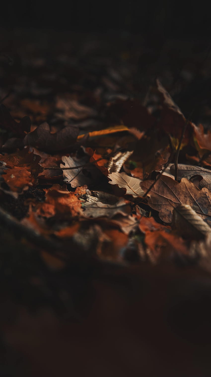Autumn, Leaves, Macro, Brown, Dry, Fallen Leaves HD phone wallpaper