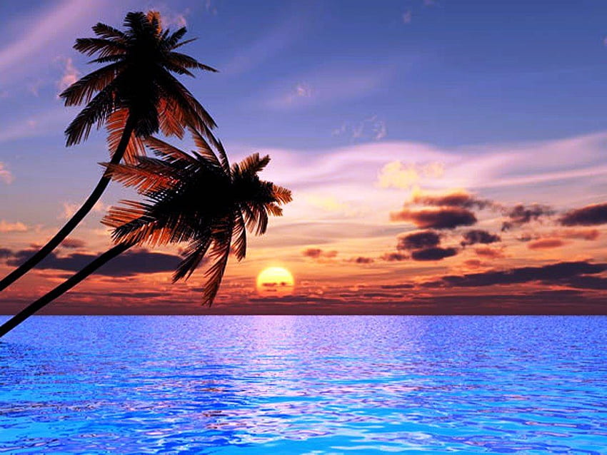 Tropical Palm Tree Tree Ocean Sunset Beach Gallery, Summer Beach Sunset ...