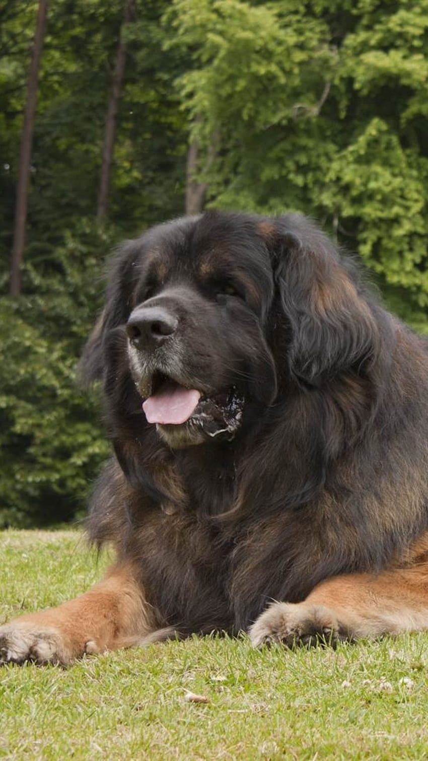 Ogromne rasy psów, leonberger, duży pies Tapeta na telefon HD