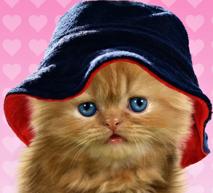 Gattino, blu, animale, carino, gatto, arancia, zenzero, pisica, rosa, divertente, cappello Sfondo HD