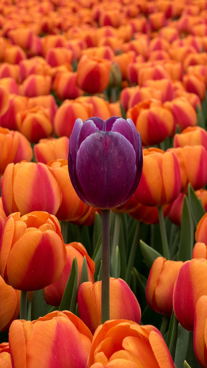 Tulips, Flower Bed, Contrast, Flowers, Orange - Purple And Orange iPhone, Orange Tulips HD phone wallpaper