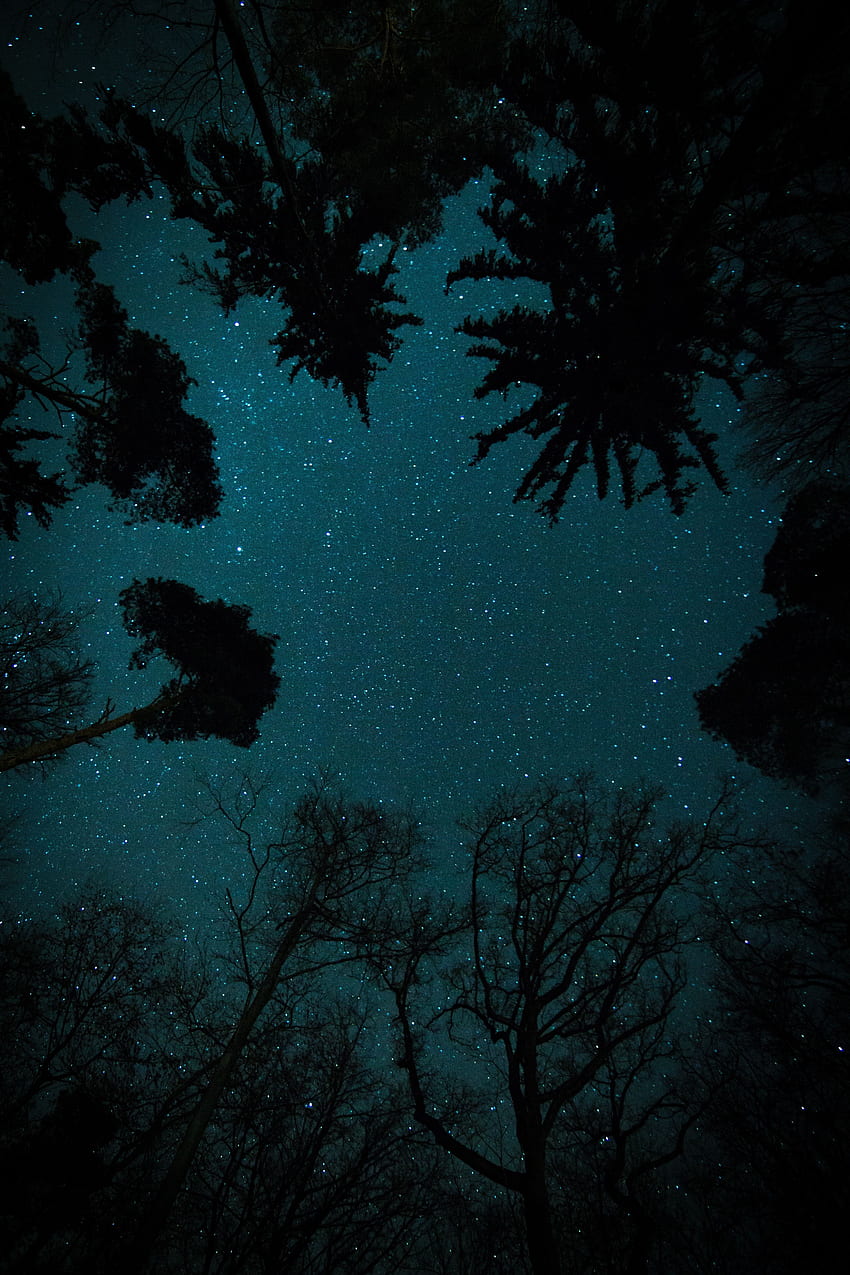 Alberi, stelle, notte, buio, cielo stellato, vista dal basso Sfondo del telefono HD